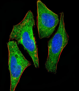 S100A2 Antibody