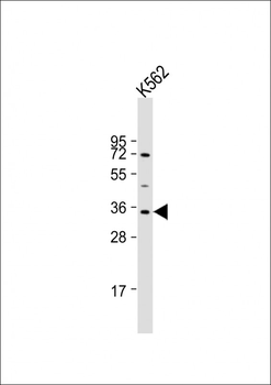 LYL1 Antibody (C-Term)
