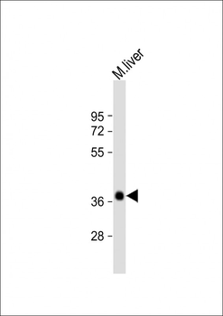 EI24 Antibody (N-Term)