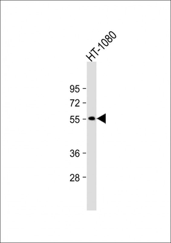NPRL3 Antibody (N-Term)