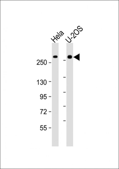 FANCM Antibody (C-Term)