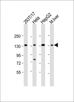 LRPPRC Antibody (Center)