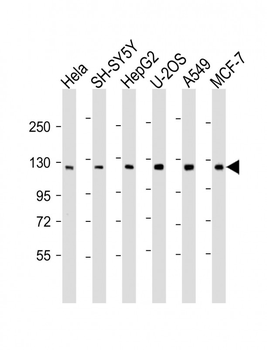 PHC3 Antibody (C-Term)