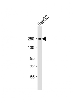 MYO5B Antibody (N-Term)