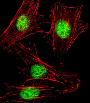 SNW1 Antibody (C-Term)