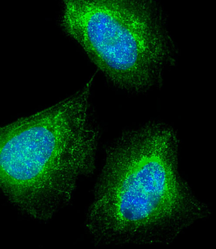 MKRN2 Antibody