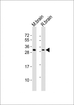PPP1R1B Antibody (N-Term)