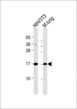 H3f3b Antibody (C-Term)