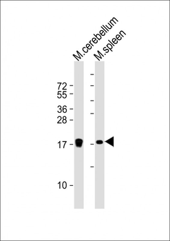 H3f3b Antibody (C-Term)