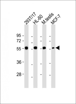 GMCL1 Antibody (Center)