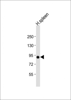 VAC14 Antibody (N-Term)