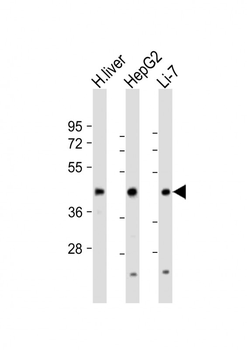 CREB3L3 Antibody (Center)