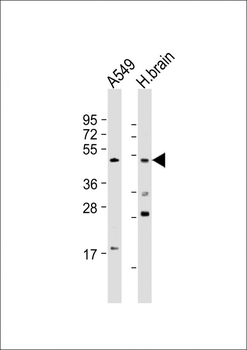 BMP4 Antibody