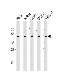 ADRA2A Antibody (N-Term)