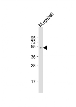 SAG Antibody (C-Term)