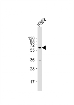 ZNF280A Antibody (Center)