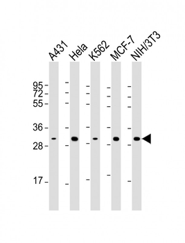 CDK4 Antibody