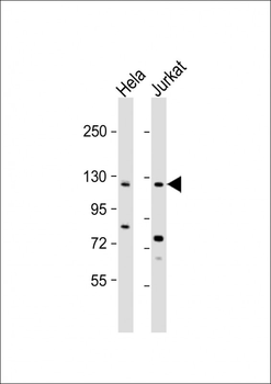 SRGAP3 Antibody (C-term)
