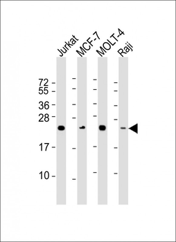 MGMT Antibody