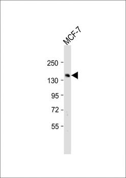 SCAF8 Antibody (Center)