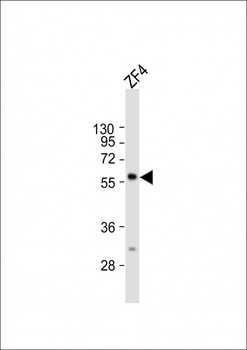 (DANRE) ric8b Antibody (C-term)