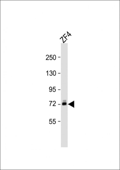 Zebrafish dlc Antibody (C-Term)