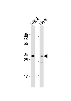 PRSS21 Antibody (N-Term)