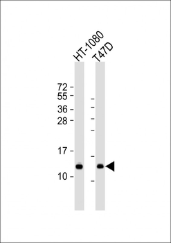 SPCS1 Antibody (Center)