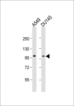 SEMA4B Antibody (C-term)