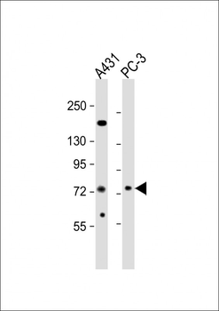 NGEF Antibody (C-term)