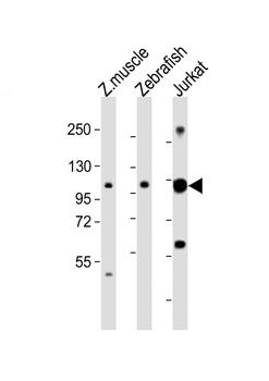 (DANRE) srrt Antibody (C-Term)