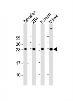Zebrafish ak2 Antibody (Center)