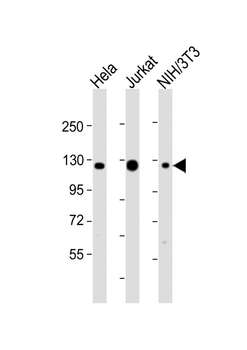 (DANRE) srrt Antibody (C-Term)