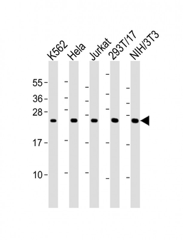 PSMB3 Antibody (Center)