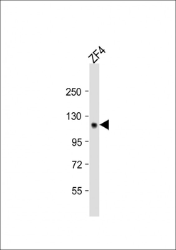Zebrafish stil Antibody (C-term)
