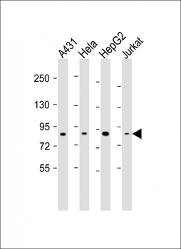 NEK10 Antibody (Center)