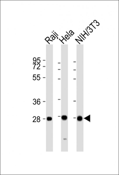 PSMB7 Antibody (Center)