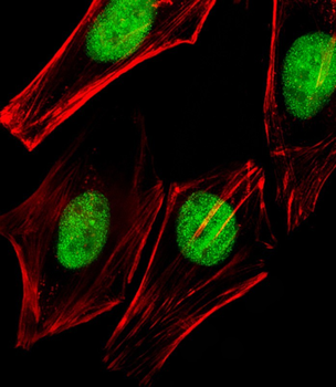 TRRAP Antibody (C-term)
