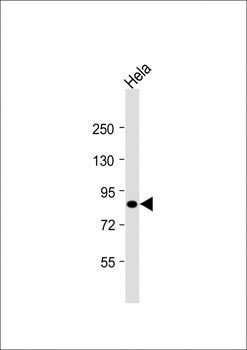 HNRNPUL2 Antibody (Center)