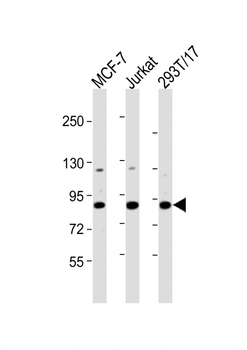 HNRNPUL2 Antibody (Center)
