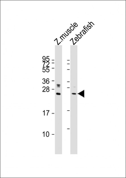 (DANRE) lin28a Antibody (Center)