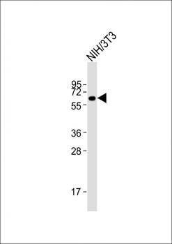 RBBP5 Antibody (C-term)