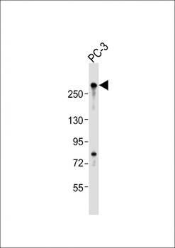 RLF Antibody (C-Term)
