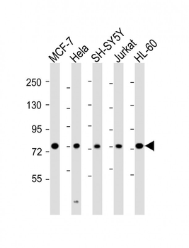 KIF22 Antibody (Center)