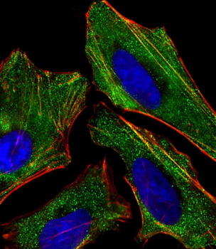 KISS1 Antibody (C-Term)