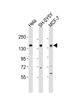MAML2 Antibody (Center)