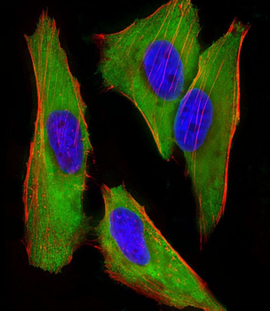 EEF1E1 Antibody