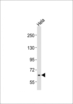 RAB11FIP5 Antibody (Center)