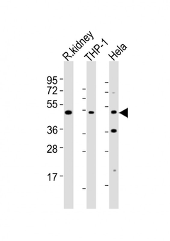 BMP2 Antibody