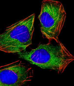 HINT1 Antibody